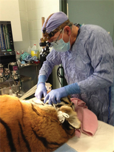 Tiger Oral Surgery